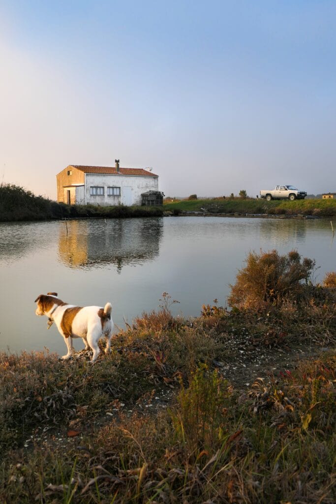 Chenal de Boyardville, promenade avec chien à Oléron