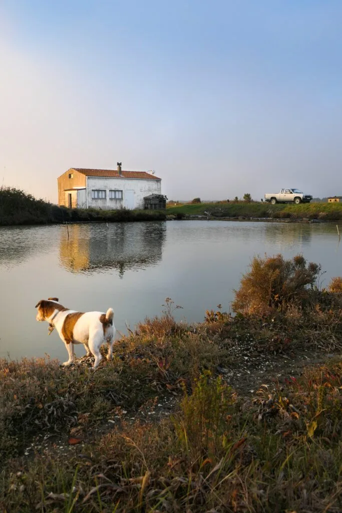 Chenal de Boyardville, promenade avec chien à Oléron