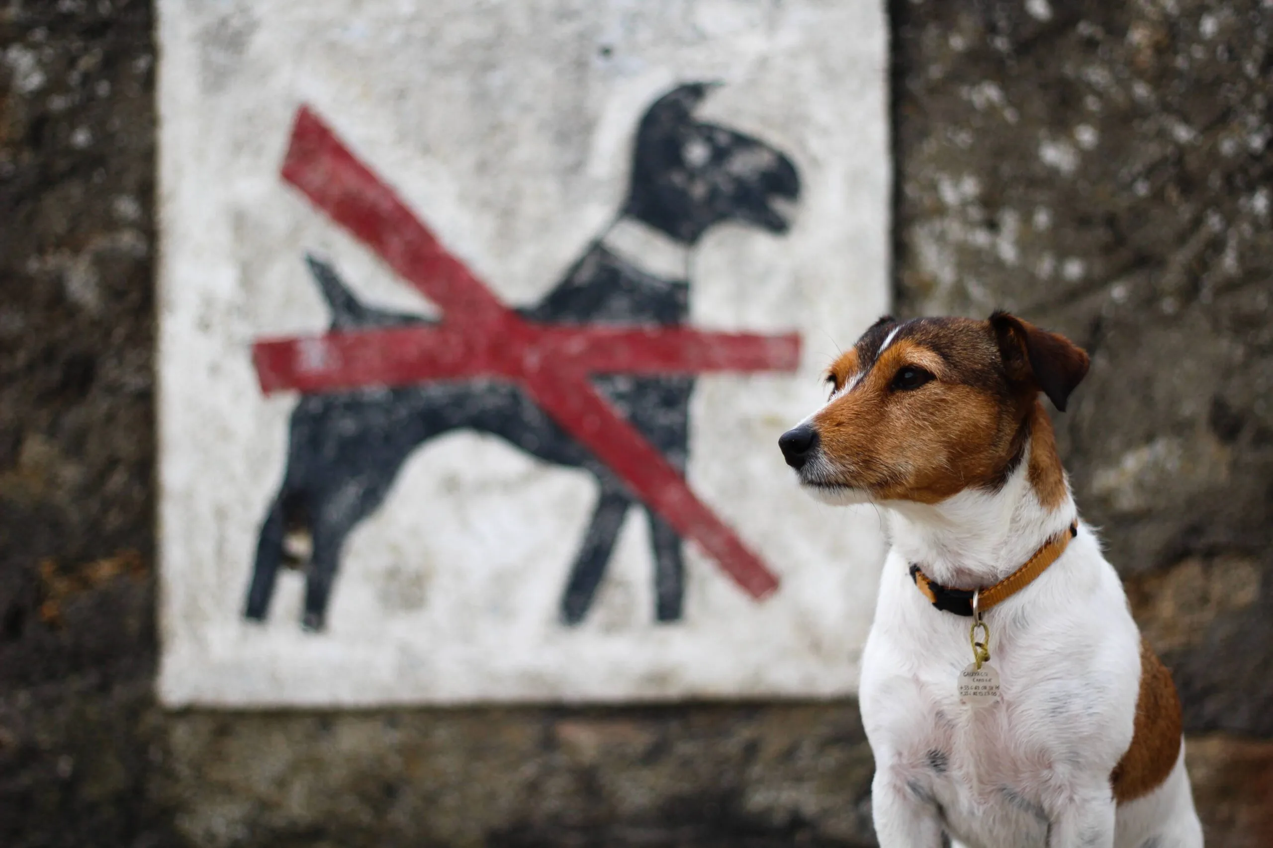 La Michounette gîte avec chien à Dolus-d'Oléron